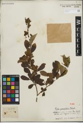 Foto von Salix paraplesia C. K. Schneid.